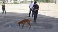 exhibicion canina aguiproan 11
