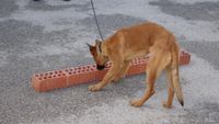 exhibicion canina aguiproan 14