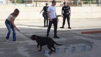 exhibicion canina aguiproan 15