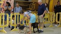 exhibicion canina aguiproan 4