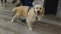 exhibicion canina aguiproan 7