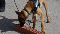 EXHIBICION UNIDAD CANINA POLICIA CENTRO OCUP 12