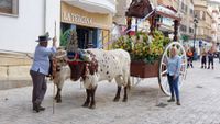 ROMERIA 5